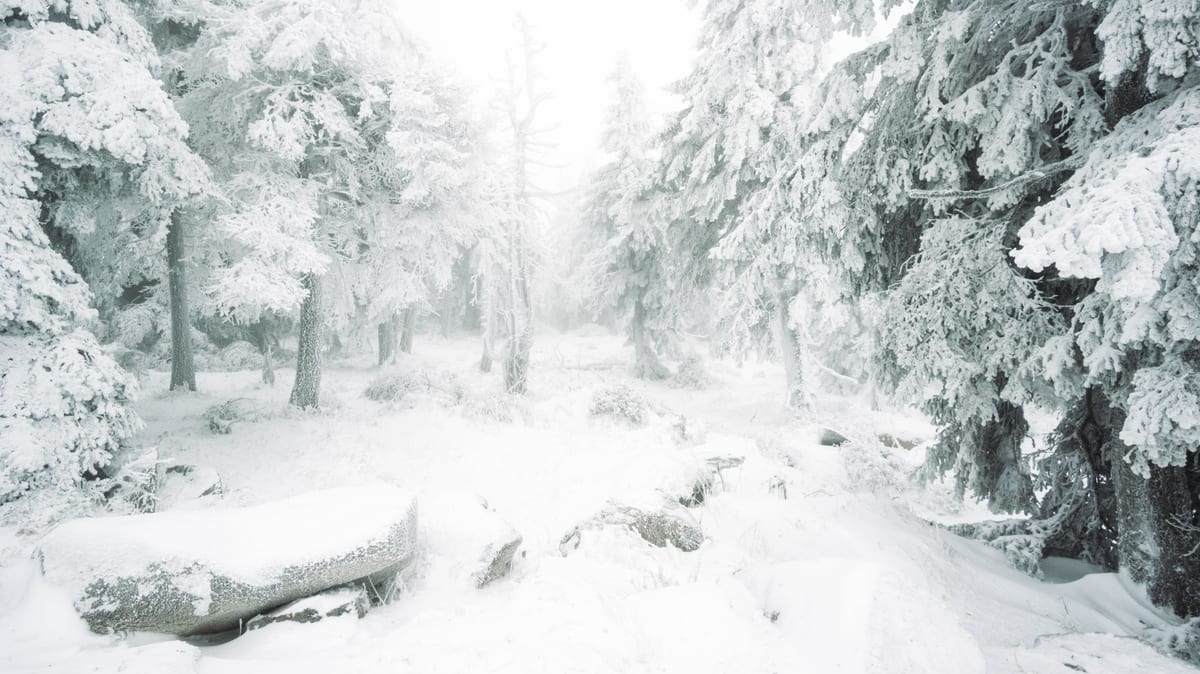 Ein schmaler Weg führt zwischen schneebedeckten Felsen und Nadelbäumen in einen nebligen Wald.