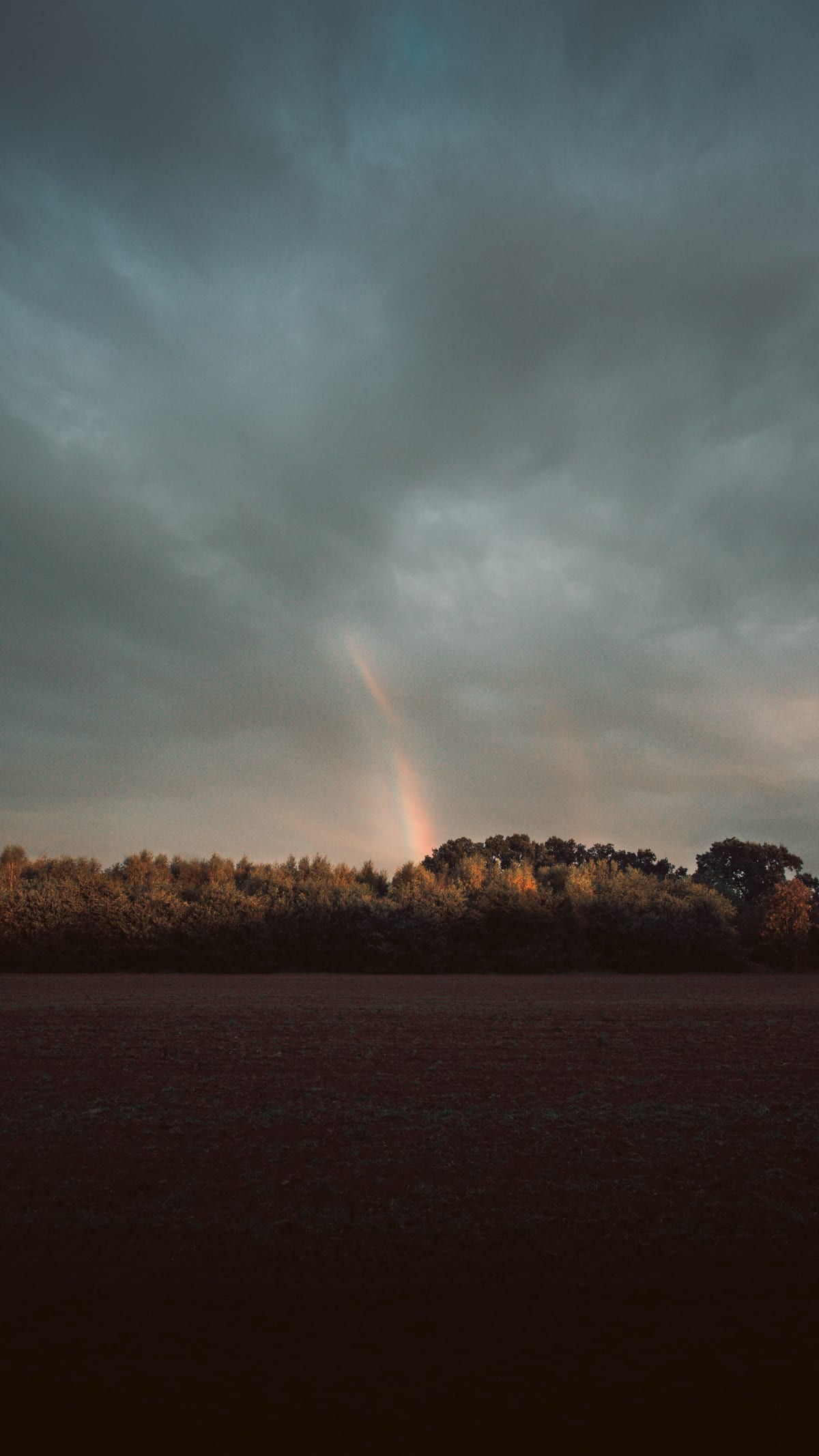 A rainbow above a sunlit line of trees and a dark field beneath grey clouds.