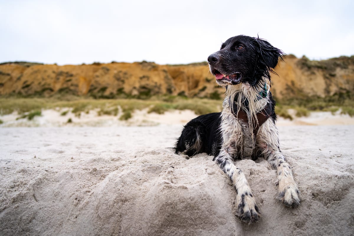 A black and white dog sits on a sand dune in front of a grassy coastal bluff.