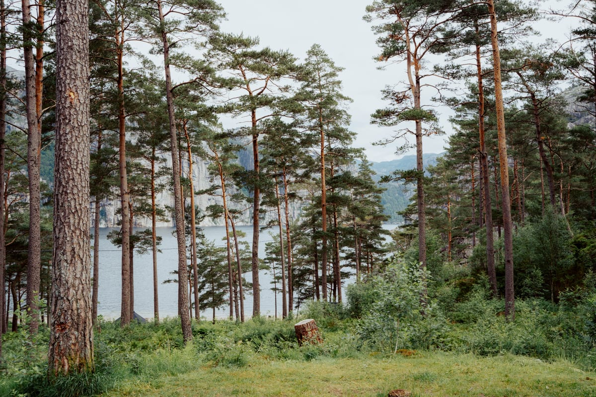 Hohe Kiefern an einem grasbewachsenen Hang mit Blick durch die Stämme auf Wasser und Berge.